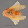 Habitus, dorsal view: !! display not done !! on Ponana (Ponana) puncticollis (Spångberg, 1878): (Observation).