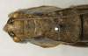 CollectionObject 1536002; 8458d4a8-8515-465d-b9aa-008c4d8af1c3: female pronotum, dorsal view (paratype). (CollectionObject).