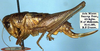 CollectionObject 1517185; d7219d92-2fee-49e5-bc3c-f3519f032033: female, lateral view (holotype of Metrioptera brevipes). (CollectionObject).