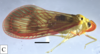 Habitus, lateral view on Cobacella palmensis Bahder & Bartlett, 2023: (Observation).