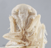 Head on Empoa (Empoa) latifasciata Christian, 1953: Head/Face. (Observation).