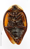 CollectionObject 1587218; MNHN(SF IMPORT DUPLICATE) MNHN-EP-EP1157, f8085c55-4fab-42b9-ba3f-9b5dc96c647c: CC BY-NC-ND 4.0/MNHN - Depraetere Marion - 2014. Paratype, male, of brachytaenia Hebard, 1921. Specimen number: MNHN-EP-EP1157. http://coldb.mnhn.fr/catalognumber/mnhn/ep/ep1157. (CollectionObject).