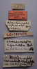 CollectionObject 1506818; f954d220-1f09-409c-b19f-d1828da4aae5: labels (lectotype of Atractomorpha infumata). (CollectionObject).