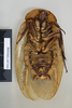 CollectionObject 1572856; 0f06cc6e-71ac-46ee-9da4-865c5005fb06: Copyright NHM, London. ventral view, male, non-type. (CollectionObject).
