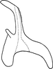Aedeagus, lateral view: Aedeagus (paratype), lateral view. (Observation).