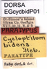 CollectionObject 1579403; 86579757-8547-48a9-9593-cb2067810467: labels (paratype). (CollectionObject).
