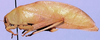 Vossia obesa Brunner von Wattenwyl, 1891: male, lateral view (Liberia, Marshall Territory). (Otu).