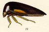 Habitus, lateral view: !! display not done !! on Stictopelta bipunctata (Burmeister, 1836): (Observation).