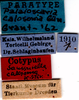 CollectionObject 1572877; f5e1c843-cf40-4b28-887f-7a76a5b3920b: male, labels (paralectotype). (CollectionObject).