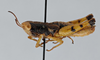 CollectionObject 2833361; 079f7fbc-4940-4c2a-aa63-5d8cf679828d, CNCI 1012842: Carydana agomena. Lateral view. (CollectionObject).