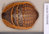 Megazosteria patula (Walker, 1868): Holotype, unsexed, dorsal. BMNH(E)#878031. (Otu).