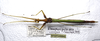CollectionObject 1580893; SPM SP/EPH/00843, 50f2d5fd-bb26-43c1-8ae1-efe20cb21b74: copyright SPM, Kinabalu. female (holotype). (CollectionObject).