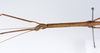 CollectionObject 1559067; bdb9903d-cc1b-4bc3-bf6c-14f9d7d64a57: copyright ZMUH, Hamburg. female: head & thorax, lateral view of synonym Hyrtacus imitans (holotype). (CollectionObject).