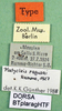 CollectionObject 1500523; 0e05356a-cb78-4260-b6ec-7032350f3546, DORSA BTplaragHTF: labels (holotype). (CollectionObject).