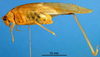 CollectionObject 1502910; 92b7cd0a-3f78-4181-897e-146d2ff94273: male, lateral view (paratype). (CollectionObject).
