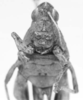 CollectionObject 1523810; 4e2a2b50-3a14-4754-8274-a5b89770b656: female, frontal view (holotype). (CollectionObject).