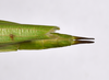 CollectionObject 1583387; QM T244503, b6757617-199f-4781-960f-065724f0e272: copyright QM, Brisbane. female: end of abdomen, dorsal view (holotype). (CollectionObject).