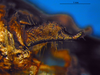 CollectionObject 1521404; 345bb1b9-dfaa-442b-9a08-1662e7382539: male, cercus (holotype). (CollectionObject).
