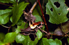 CollectionObject 1536594; b5e2c455-171a-4504-884f-c41c676c8a43, CH3259: male. (CollectionObject).