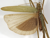 CollectionObject 1529699; 50d18432-674a-47b4-9286-35b50abfc62a: male, dorsal view (holotype). (CollectionObject).
