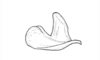 Baeacris maquiritare (Carbonell & Ronderos, 1973): Fig. 32. epiphallus, lateral view. (Otu).