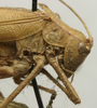 male head and pronotum, lateral view (syntype). Depicts CollectionObject 1535907; f13f456b-d421-486a-a9f9-1dc2dcf72abf, a CollectionObject.