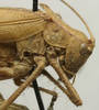 CollectionObject 1535907; f13f456b-d421-486a-a9f9-1dc2dcf72abf: male head and pronotum, lateral view (syntype). (CollectionObject).