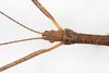 CollectionObject 1557775; 6187484c-f221-4886-b8cf-5572bedf841e: copyright MHNG, Geneva. female head, dorsal view (holotype). (CollectionObject).