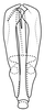 Aedeagus, posterior view on Coarctana vilavelha Domahovski & Cavichioli, 2023: Male holotype [DZUP]: aedeagus, posterior view. (Observation).