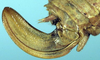 CollectionObject 1532218; NMW 13378, eb23ad00-48aa-4d24-93c5-c402b4b206e5: ovipositor (syntype?). (CollectionObject).