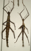 CollectionObject 1559882; e9eb9f79-804e-444a-ad77-ef25ec7d6b1c: copyright NMW, Vienna. female and male of synonym Monandroptera olivacea (paralectotypes). (CollectionObject).;CollectionObject 1559883; a4be1547-f50d-453f-8d87-29a858ae0e83: copyright NMW, Vienna. female and male of synonym Monandroptera olivacea (paralectotypes). (CollectionObject).