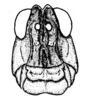 Conometopus cristaticollis Blanchard, 1851: Fig. 6. female head, frontal view. (Otu).