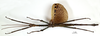 CollectionObject 1556974; e394213c-c9d9-49e1-aab9-d6456858e71f: copyright MNHN, Paris. male (holotype). (CollectionObject).