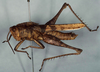 Xyleus modestus (Giglio-Tos, 1894): Brazil, Mato Grosso, Corumbá XII-1979. male. (Otu).