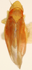 Habitus, dorsal view: !! display not done !! on Erasmoneura rubricata (Van Duzee, 1909): Habitus (paralectotype, CSU collection). (Observation).