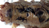 Poecilimon (Poecilimon) variicercis Miram, 1938: male head and pronotum, dorsal view (paratype). (Otu).