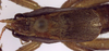 Requena pipa Rentz, 2001: male pronotum dorsal (paratype). (Otu).