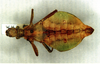 CollectionObject 1559862; 1f80ac05-a92d-4b48-9cd8-ff7db15bdd1d: copyright SMTD, from Zompro, 2001. female nymph (paratype). (CollectionObject).