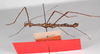 CollectionObject 1560169; e33244d8-5110-45f7-8764-697dc8255d87: copyright ZMB, Berlin. male, ventral view (holotype). (CollectionObject).
