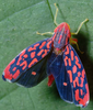 Habitus, dorsal view: Ladoffa arcuata @ Costa Rica, by Steve Marshall. (Observation).