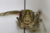 CollectionObject 1591785; b4b4f4b7-7ba8-496a-88c6-5f7719396d30: male, frontal view (neotype of Oedipoda rhodopa). (CollectionObject).
