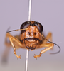 CollectionObject 1590326; 6016c7d3-d445-448d-bff1-eb2d09a73397: female, frons. (CollectionObject).