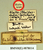Periplaneta lateralis Walker, 1868: Holotype, female, labels. BMNH(E)#878014. (Otu).