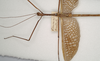 CollectionObject 1558211; MVMA T-13881, e31884a1-4c3d-40e5-91a9-1d11ddb56e21: copyright MVMA, Melbourne. male of Ctenomorpha tessulata (syntype). (CollectionObject).