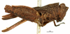 CollectionObject 1521854; OUM Type Orth 683, 605826c0-e1f7-4551-8cd6-a68805725928: female, lateral view (syntype of Phaestus insularis). (CollectionObject).