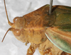 CollectionObject 1532288; NMW 7816 b, 64e9a426-ea82-4f5d-9ec4-bc3bdb8511ab: female head and pronotum, dorso-lateral view (holotype). (CollectionObject).