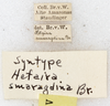 CollectionObject 1566801; 7aab77c4-a893-49da-880a-b9616a30d5e8: labels (syntype?). (CollectionObject).