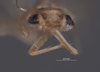 Head: !! display not done !! on Dziwneono alfa Dworakowska, 1993: (Observation).
