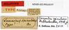CollectionObject 1560677; 21a9069e-21c3-4a30-b8df-ff3aab0380ac: copyright MNHN, Paris. male, data labels (holotype). (CollectionObject).