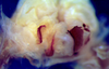 CollectionObject 1516490; a3448119-7806-4f99-b4c8-5348a5395b69: male titillators (paratype). (CollectionObject).